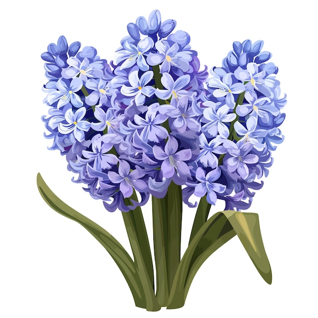 Hyacinth flowers