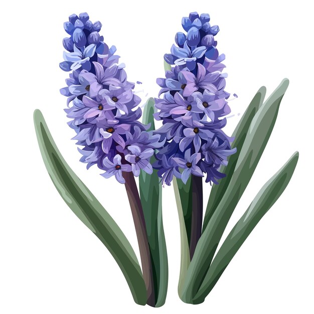 Hyacinth flowers