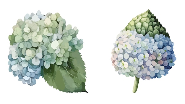 Hydrangea clipart isolated vector illustration