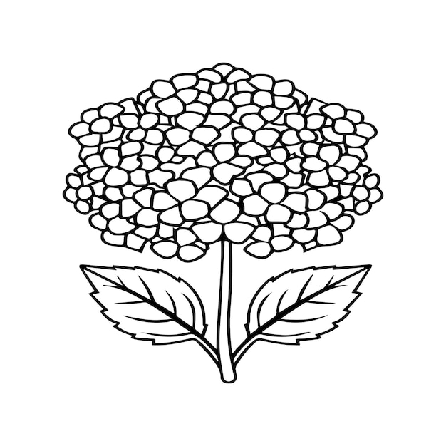 Hydrangea coloring pages Hydrangea flower outline vector for coloring book