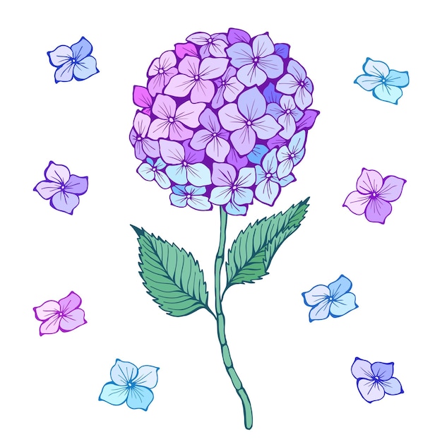 Hydrangea flower Violet blue petals stem and leaves Vector hand drawn illustration