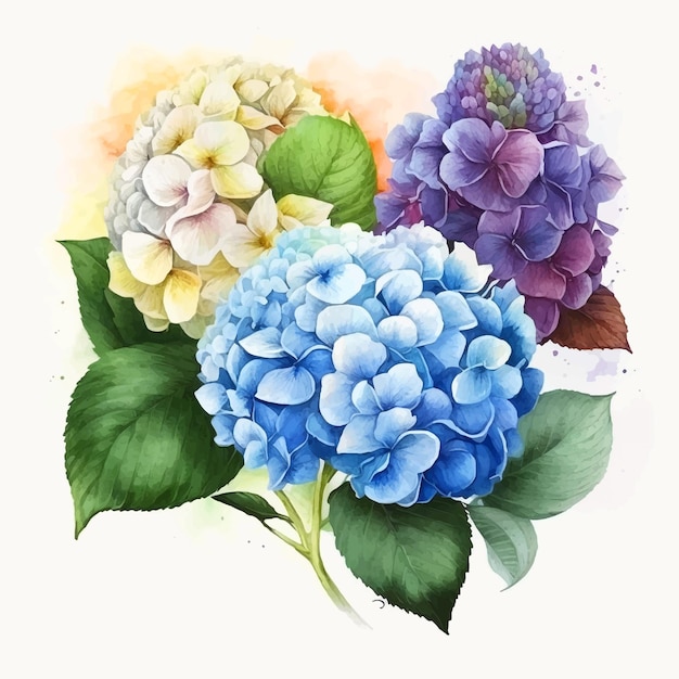 Hydrangea flower watercolor paint collection