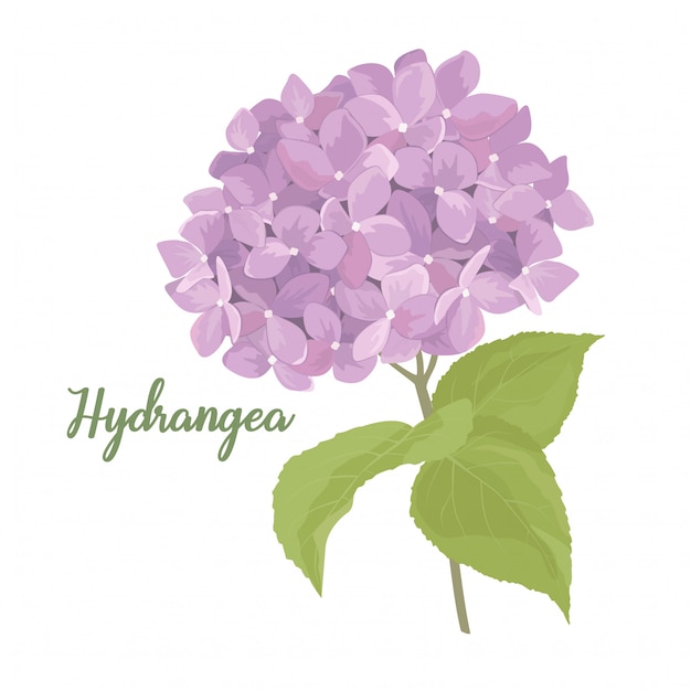 Hydrangea flower in watercolor style