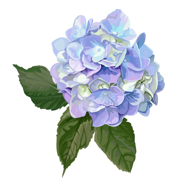 Hydrangea flower on white