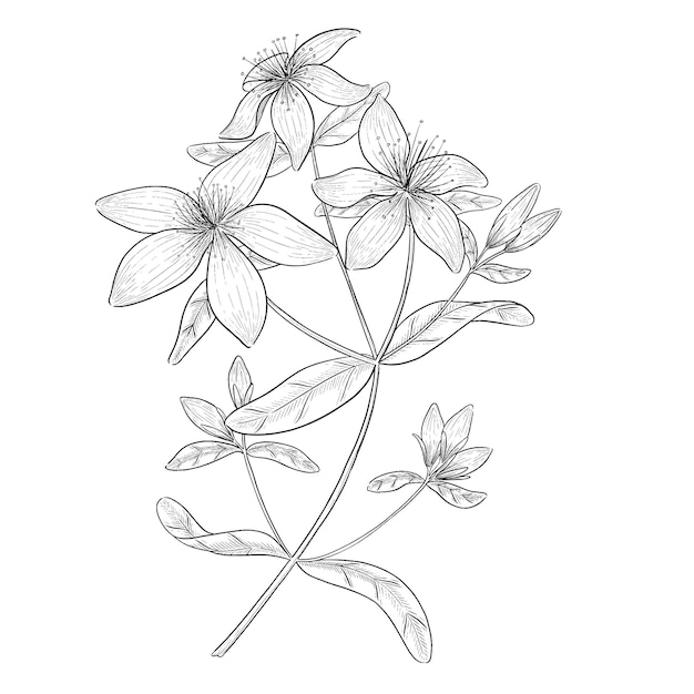 Hypericum outline vector illustration