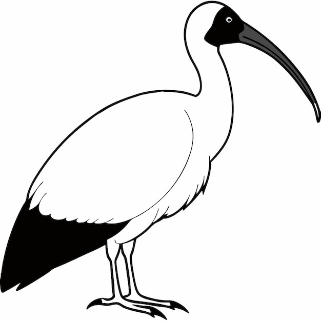 Vector a ibis is seating vector illustration line art