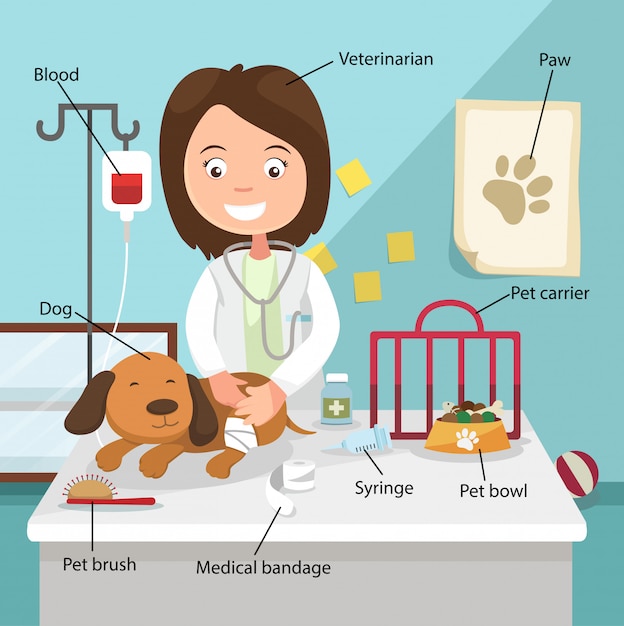 The Idea of Female Veterinarian Curing the Dog