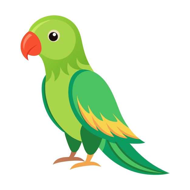 illustration of Alexandrine parakeet Bird