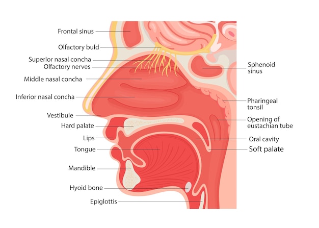 Illustration of the anatomy of the human larynx and internal pharynx close up