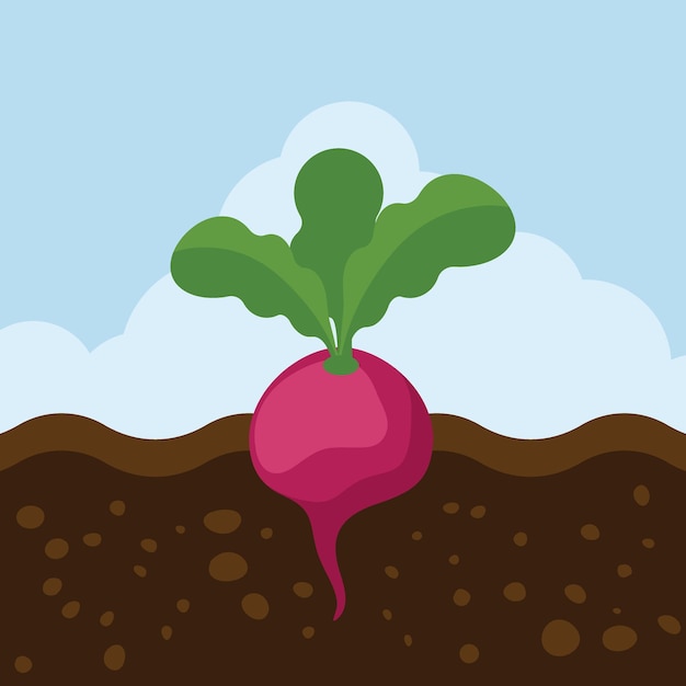 Illustration Of A Beetroot Food Illustration