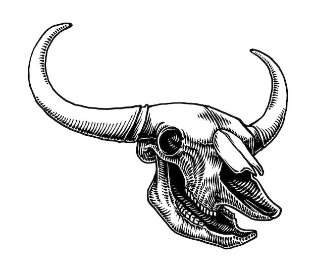 Illustration of Bison Skull