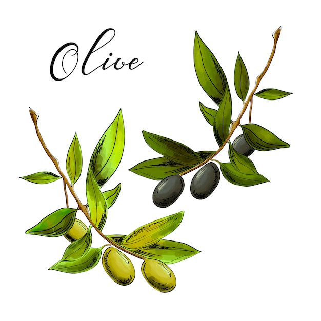 illustration of black and green olive branches isolated on white background.