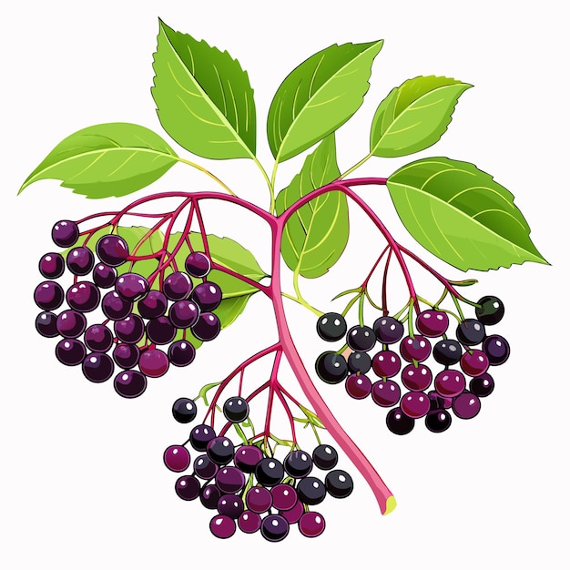 Illustration of a Branch of Elderberries with Green Leaves