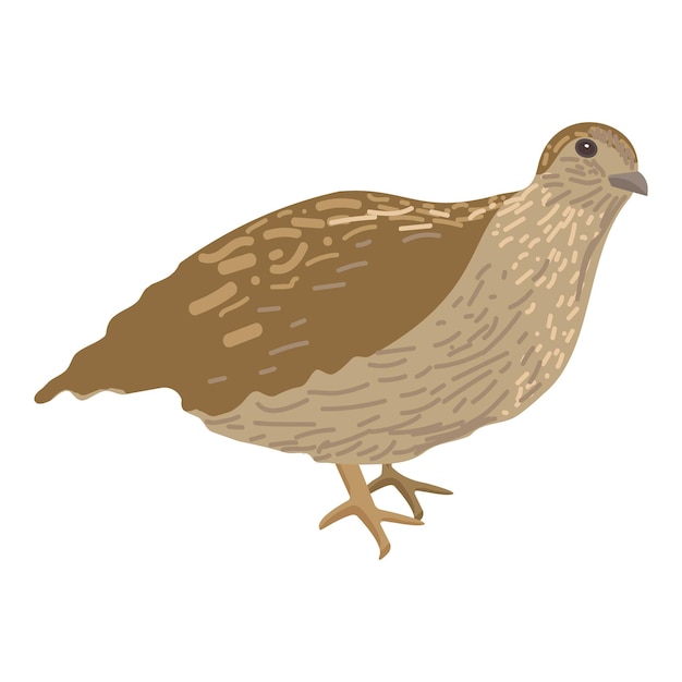 Vector illustration of a brown quail