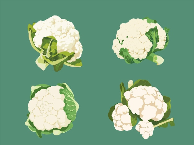 Vector illustration of cauliflower