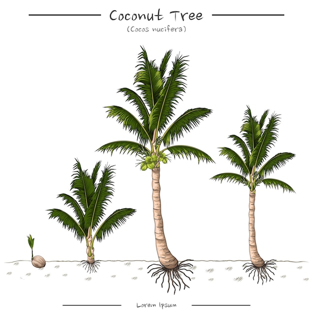 Illustration of a Coconut tree Coconut tree education template