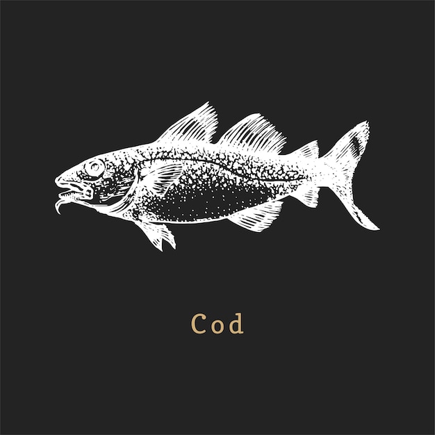 Illustration of cod on black background Fish sketch in vector Drawn seafood in engraving style Used for canning jar sticker shop label etc