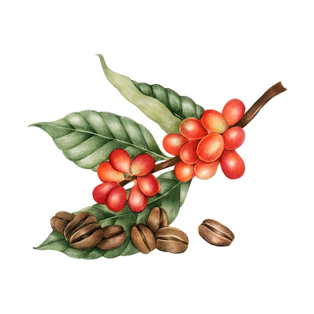 Illustration of coffee beans