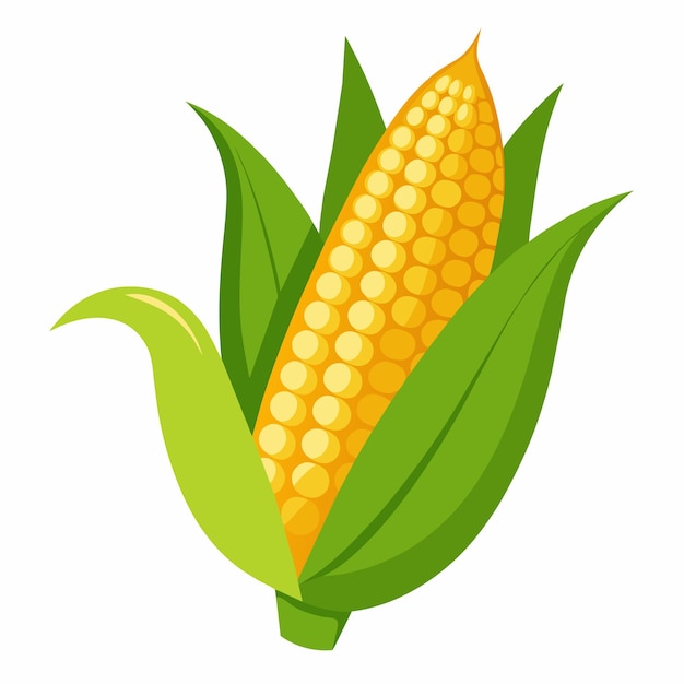 an illustration of corn on a white background