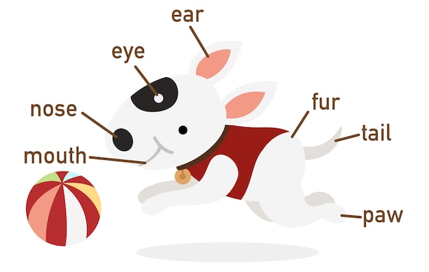 Illustration of dog vocabulary part of body