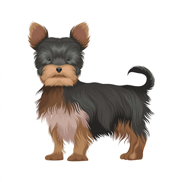 Illustration Of Dog Yorkshire Terrier