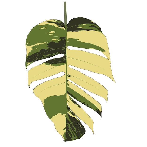 illustration. Drawing by hand. leaf monstera. leaf green and yellow.