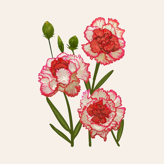 Illustration drawing of Dianthus caryophyllus