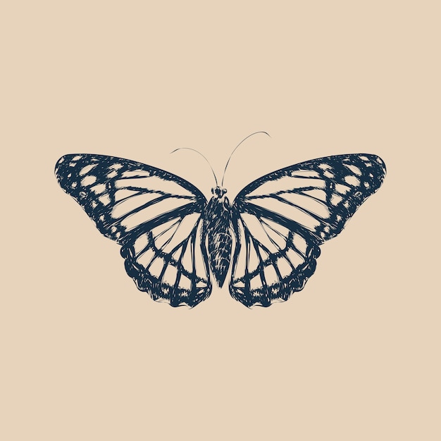 Illustration drawing style of butterfly