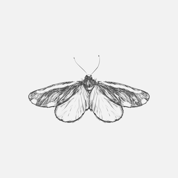 Illustration drawing style of butterfly