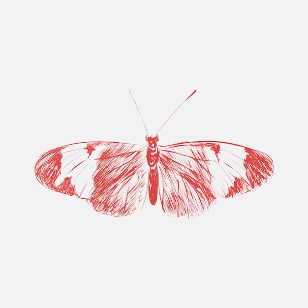 Illustration drawing style of butterfly