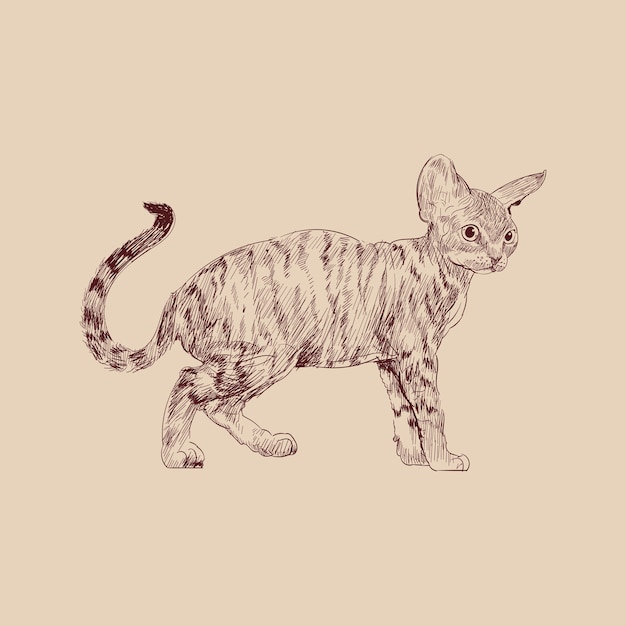 Illustration drawing style of cat