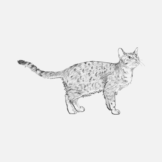 Illustration drawing style of cat