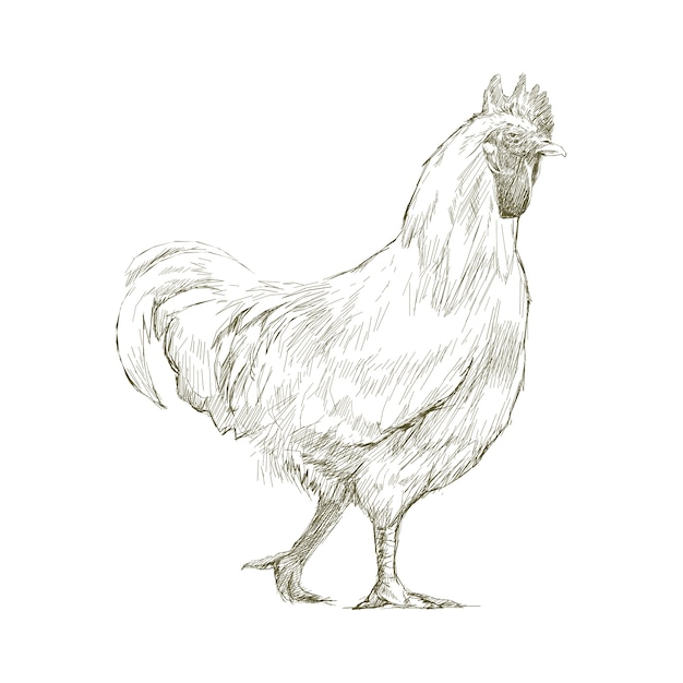 Illustration drawing style of chicken