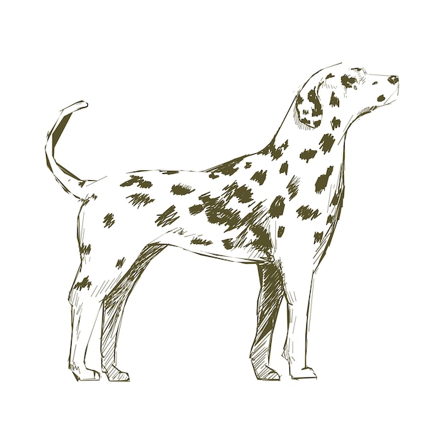 Illustration drawing style of dog