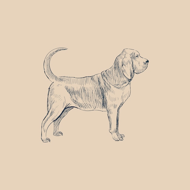 Illustration drawing style of dog