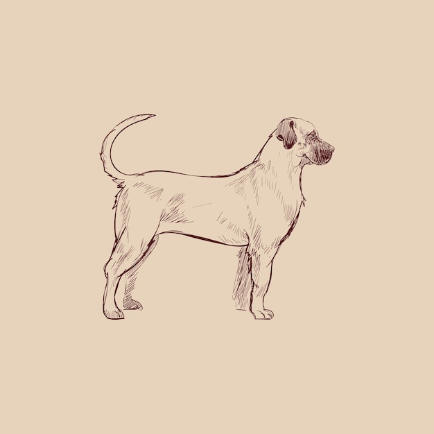 Illustration drawing style of dog