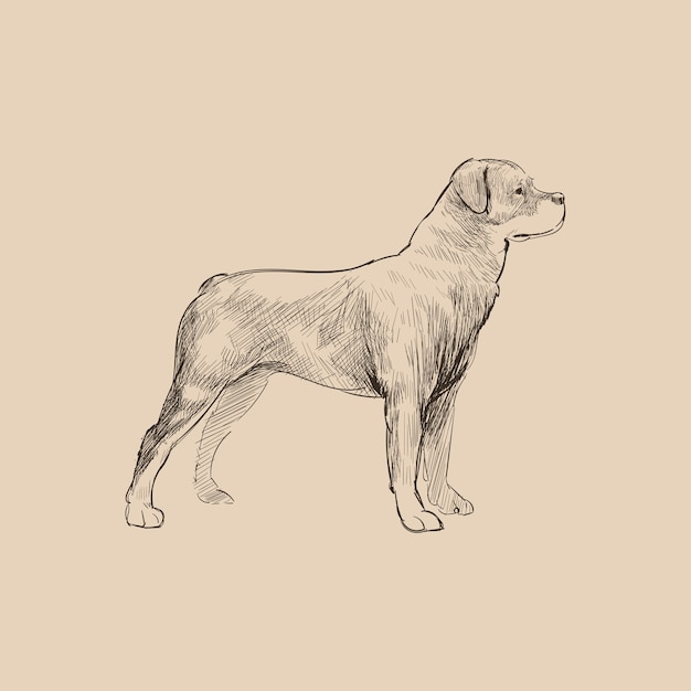 Illustration drawing style of dog