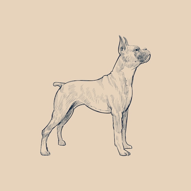 Illustration drawing style of dog