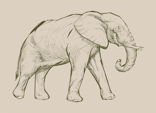 Illustration drawing style of elephant