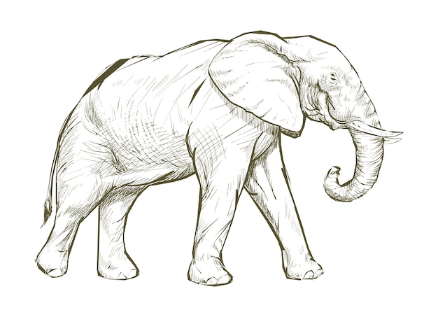 Illustration drawing style of elephant