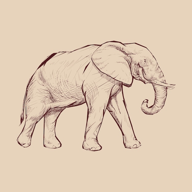 Vector illustration drawing style of elephant