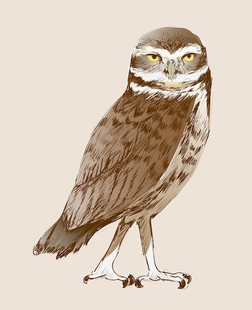 Vector illustration drawing style of owl