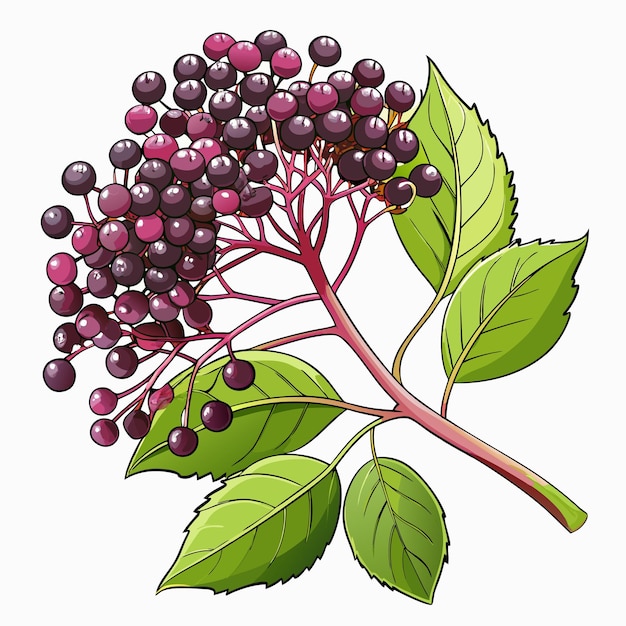 Vector illustration of elderberry branch with berries and leaves