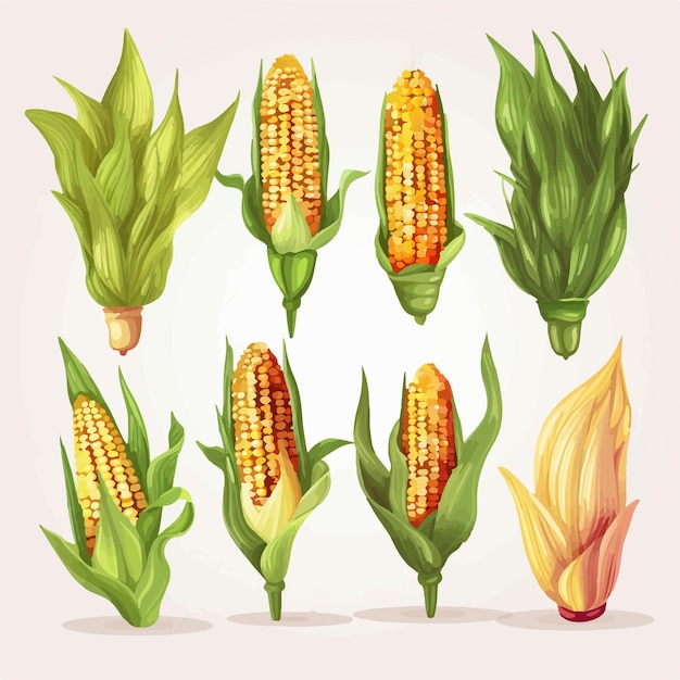 Illustration of a farmer harvesting Corn from the field