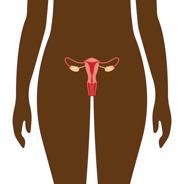 Illustration of the female reproductive system. human anatomy.