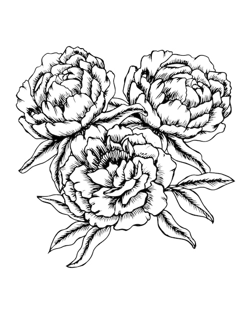 Vector illustration floral print hand drawn peonies black line drawing