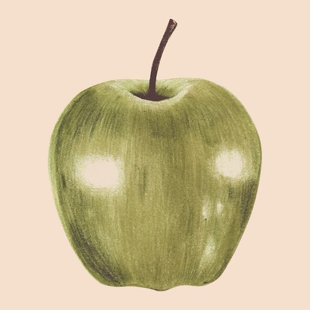 Illustration of fruit watercolor style