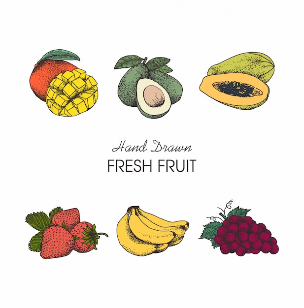 illustration fruits Hand drawn collection