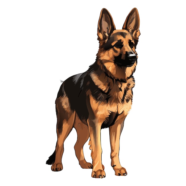 Vector illustration of a german shepherd dog