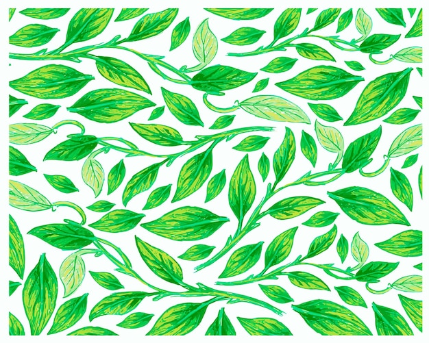 Illustration of Golden Pothos or Ivy Arum Plants pattern